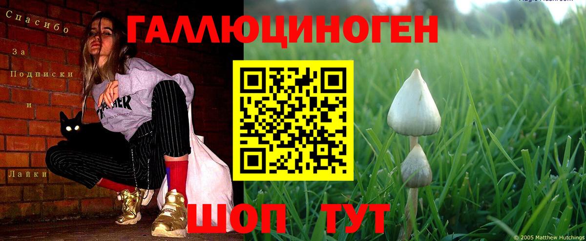 Псилоцибиновые грибы Psilocybe  Вход с VPN  Великие Луки 